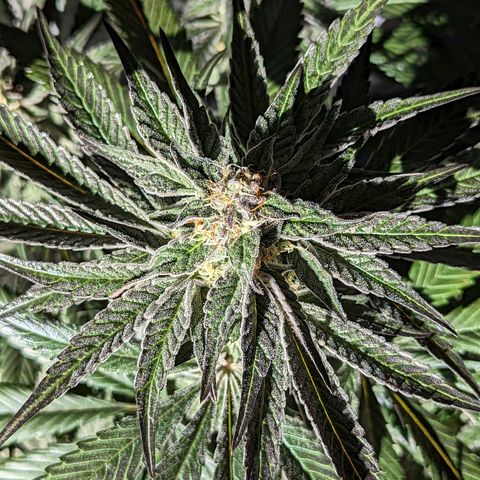 Jelly Pie #6 - 1 growlog timeline photo