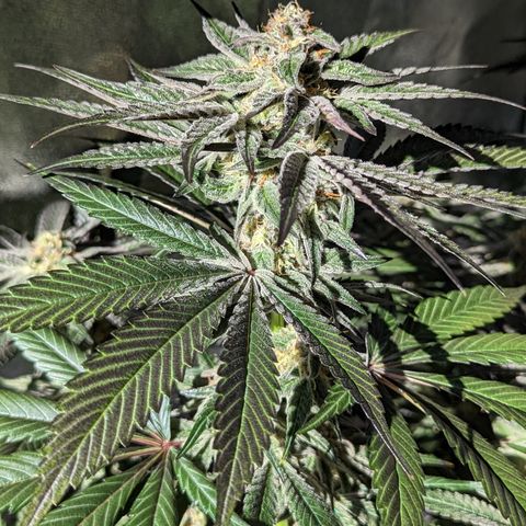 Jelly Pie #6 - 1 growlog timeline photo