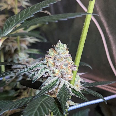 Permanent Marker #1 growlog timeline photo