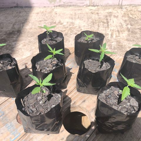 PrenSeed Espanca Coco growlog photo: Quase no tamanho ideal para receber sua primeira poda Top