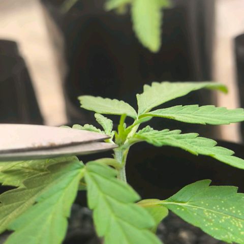 PrenSeed Espanca Coco growlog photo: Pronta para receber sua primeira poda 