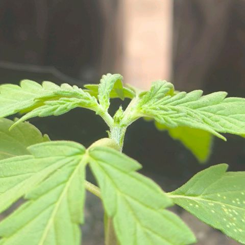 PrenSeed Espanca Coco growlog photo: Feito a primeira poda Top
