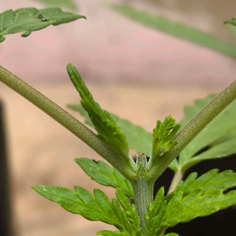 PrenSeed Espanca Coco growlog photo: Resultado da poda 