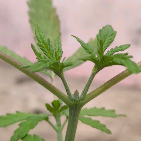 PrenSeed Espanca Coco growlog timeline photo