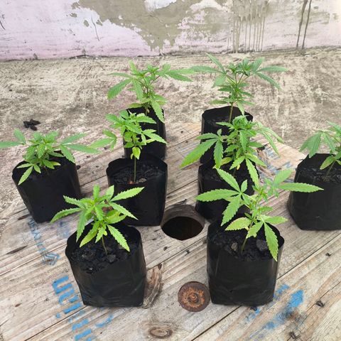 PrenSeed Espanca Coco growlog photo: Pronta para troca de vaso