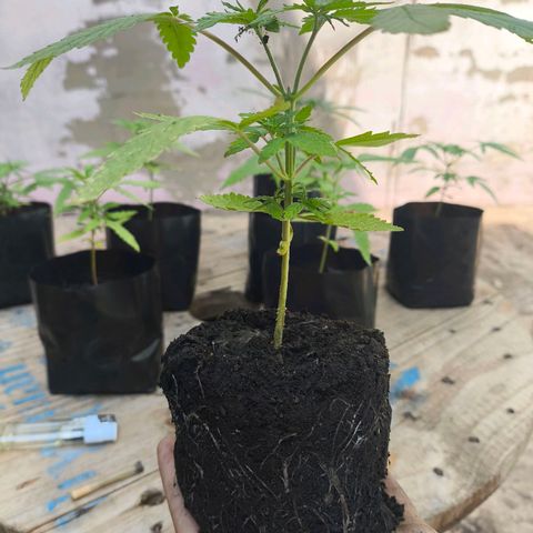 PrenSeed Espanca Coco growlog timeline photo