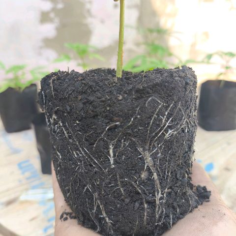 PrenSeed Espanca Coco growlog photo: Enraizaram bem no primeiro mês 