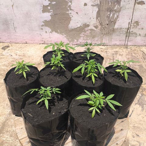 PrenSeed Espanca Coco growlog photo: Feito a troca de vaso 