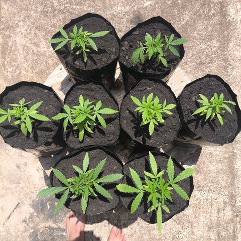 PrenSeed Espanca Coco growlog timeline photo