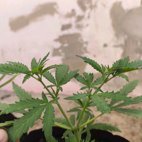 PrenSeed Espanca Coco growlog photo: Prontabpara receber a segunda poda Top