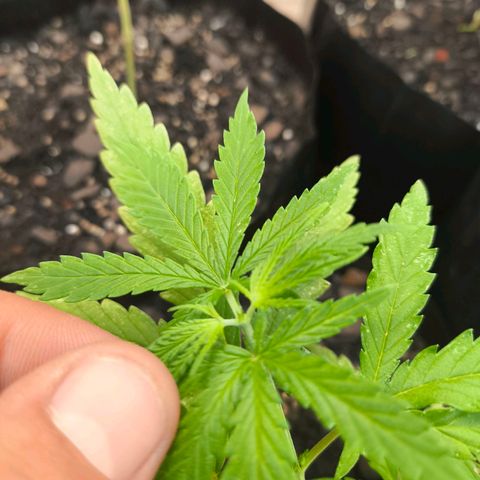 PrenSeed Espanca Coco growlog photo: Feito a segunda poda Top