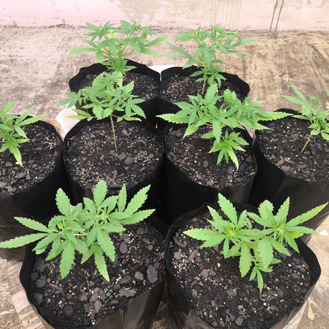 PrenSeed Espanca Coco growlog timeline photo