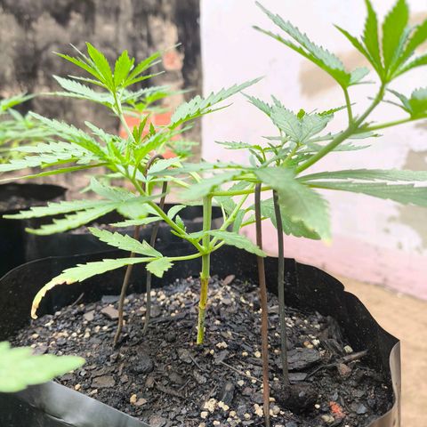 PrenSeed Espanca Coco growlog photo: Iniciei com as amarras 