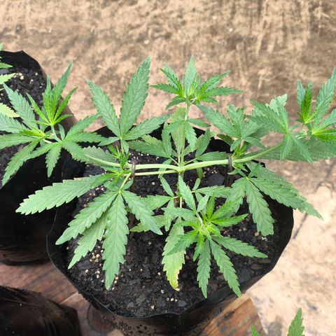 PrenSeed Espanca Coco growlog timeline photo