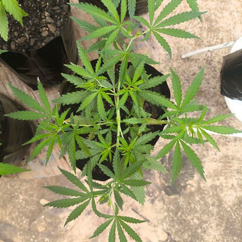 PrenSeed Espanca Coco growlog photo: Após troca de vaso e amarras estão se desenvolvendo bem 