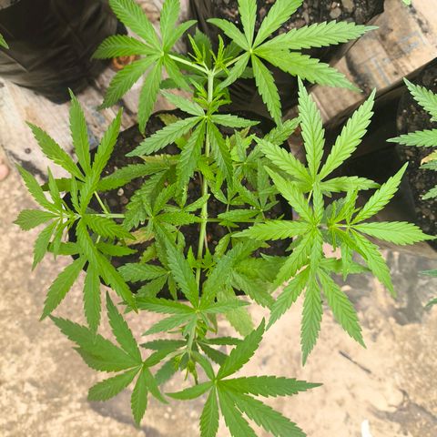 PrenSeed Espanca Coco growlog photo: Após troca de vaso e amarras estão se desenvolvendo bem 