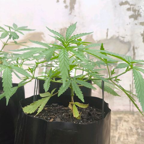 PrenSeed Espanca Coco growlog photo: Após troca de vaso e amarras estão se desenvolvendo bem 