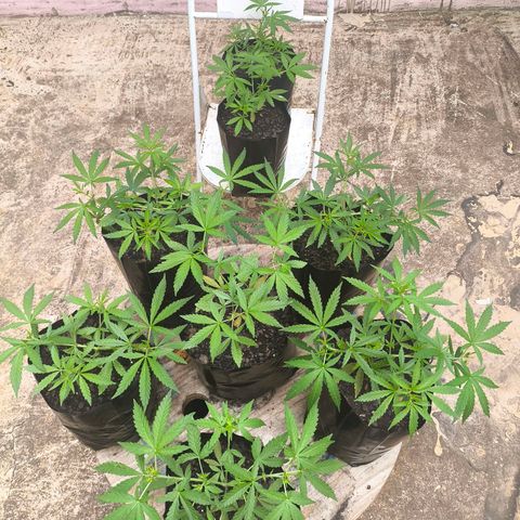 PrenSeed Espanca Coco growlog timeline photo