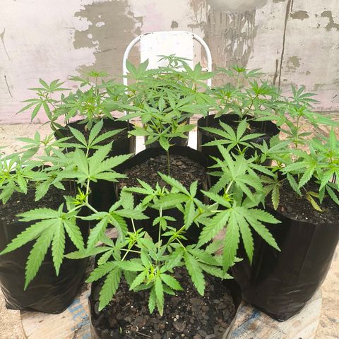 PrenSeed Espanca Coco growlog timeline photo