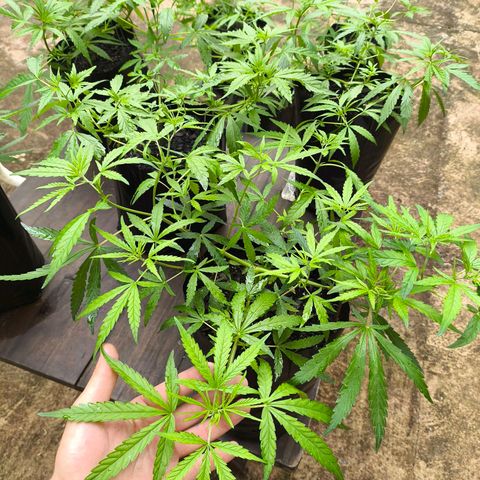 PrenSeed Espanca Coco growlog timeline photo