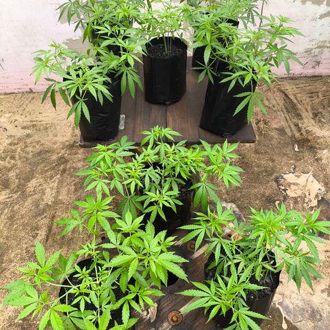 PrenSeed Espanca Coco growlog photo: Após uma semana de chuva intensa tive que remanejar o espaço delas pois cresceram muito bem