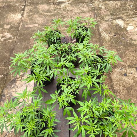PrenSeed Espanca Coco growlog photo: Após uma semana de chuva intensa tive que remanejar o espaço delas pois cresceram muito bem