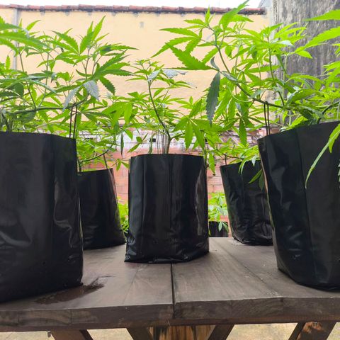 PrenSeed Espanca Coco growlog photo: Resultados das podas e amarras 