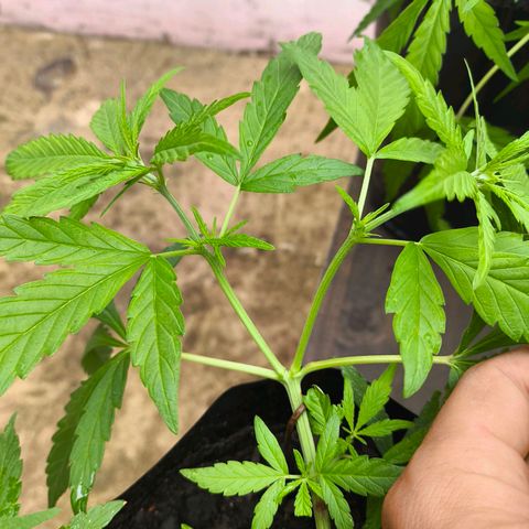 PrenSeed Espanca Coco growlog timeline photo