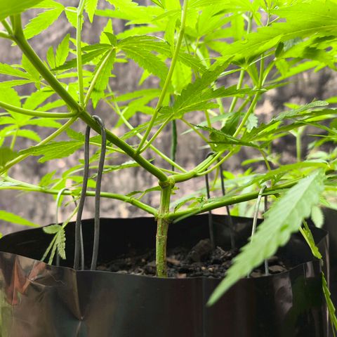 PrenSeed Espanca Coco growlog photo: Resultados das podas e amarras 