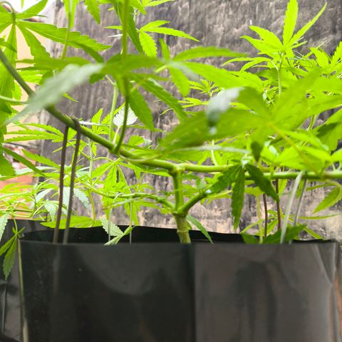 PrenSeed Espanca Coco growlog photo: Resultados das podas e amarras 