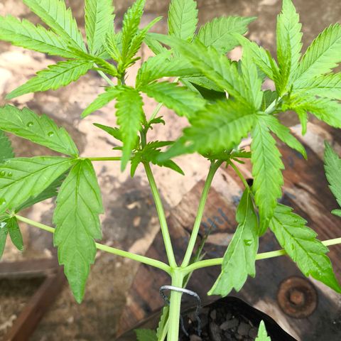 PrenSeed Espanca Coco growlog timeline photo