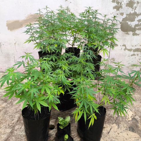 PrenSeed Espanca Coco growlog photo: Estão entrando na pre flora 