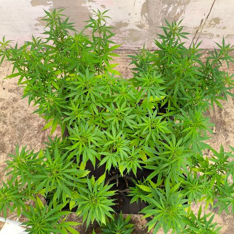 PrenSeed Espanca Coco growlog photo: Estão entrando na pre flora 
