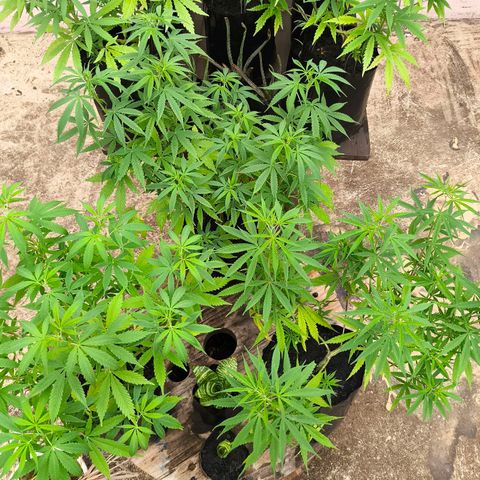 PrenSeed Espanca Coco growlog photo: Estão entrando na pre flora 