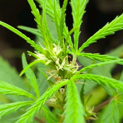 PrenSeed Espanca Coco growlog photo: Estão entrando na pre flora 