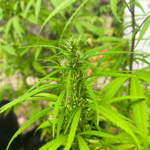 PrenSeed Espanca Coco growlog photo: Início da floração 