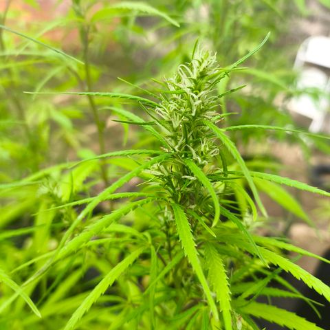 PrenSeed Espanca Coco growlog photo: Início da floração 