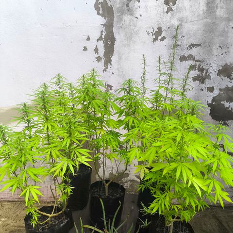 PrenSeed Espanca Coco growlog photo: Início da floração 