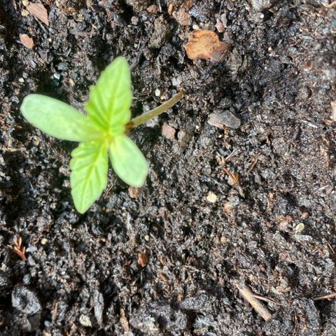 Auto Purple growlog timeline photo