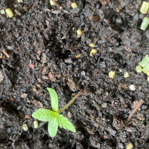 Auto White Widow growlog timeline photo