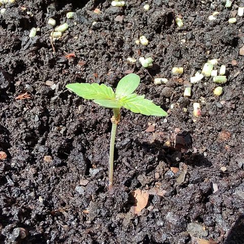 Auto Purple growlog timeline photo