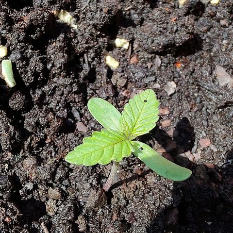 Auto White Widow growlog timeline photo