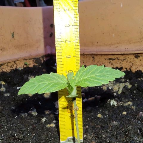 Auto Purple growlog photo: Erde sehr nass. Jeden Tag regen. 