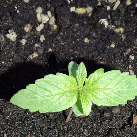 Auto Purple growlog photo: Erde sehr nass. Jeden Tag regen. 