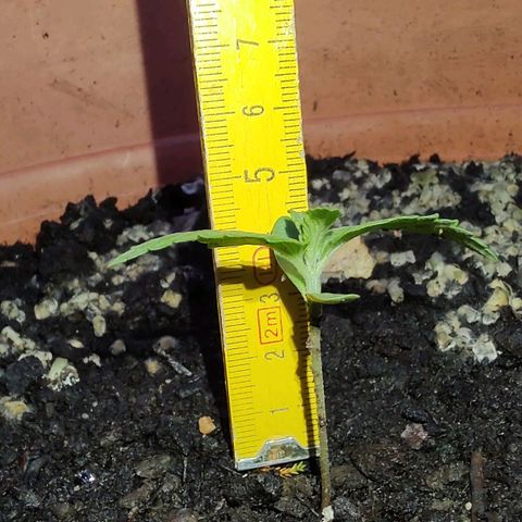 Auto White Widow growlog photo: Erde sehr nass. Jeden Tag regen 