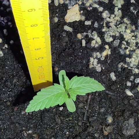 Auto White Widow growlog photo: Erde sehr nass. Jeden Tag regen 