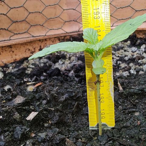 Auto Purple growlog timeline photo