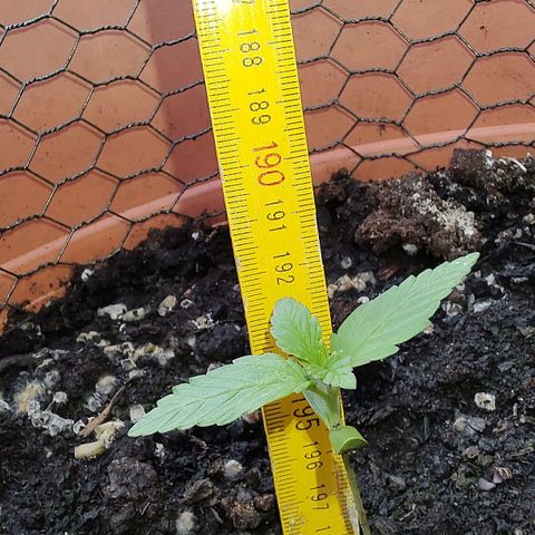 Auto White Widow growlog timeline photo