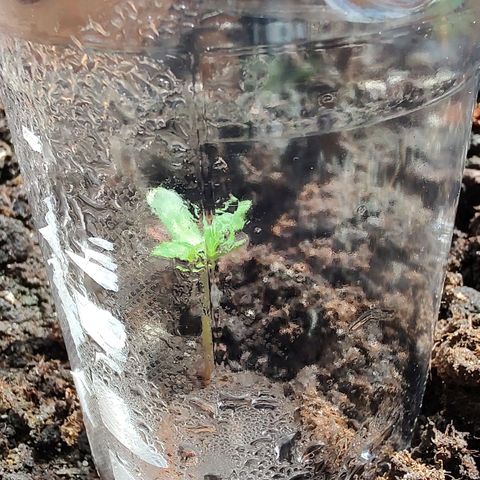 Quick One growlog timeline photo
