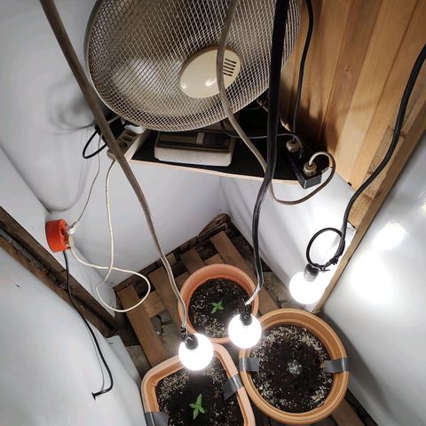 Auto Purple growlog timeline photo